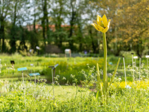 Jardin-des-plantes-sauvages-C.-Blondel-(3)