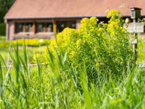 Jardin-des-plantes-sauvages-C.-Blondel-(4)