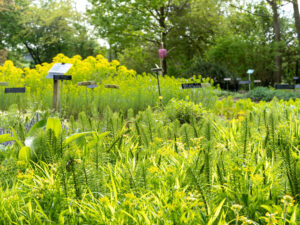 Jardin-des-plantes-sauvages-C.-Blondel-(5)