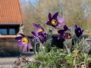 Jardin-des-plantes-sauvages-C.-Blondel-(6)