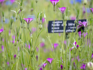 Jardin-des-plantes-sauvages-C.-Blondel-(8)