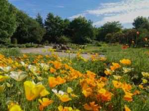 Jardin-des-plantes-sauvages-M.-Vanderbeken