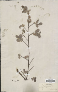 herbier-1