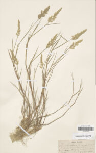 herbier-2