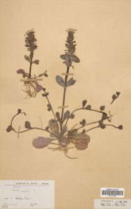 herbier-4