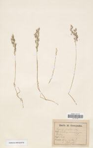 herbier-5