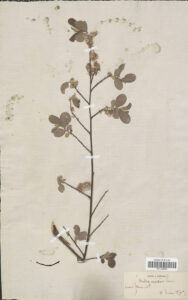 herbier-7