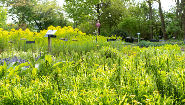 Parcelle Jardin des plantes sauvages C