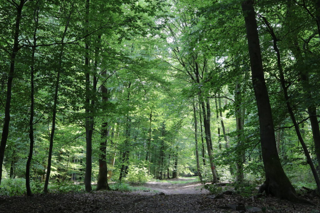 hêtraie forêt des merveilles