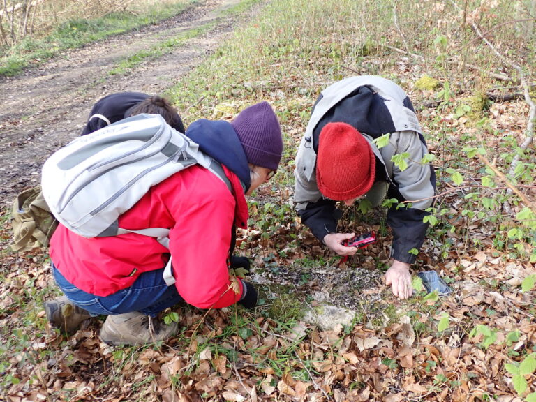 Peltigera_praetextata_Florke_ex_Sommerf