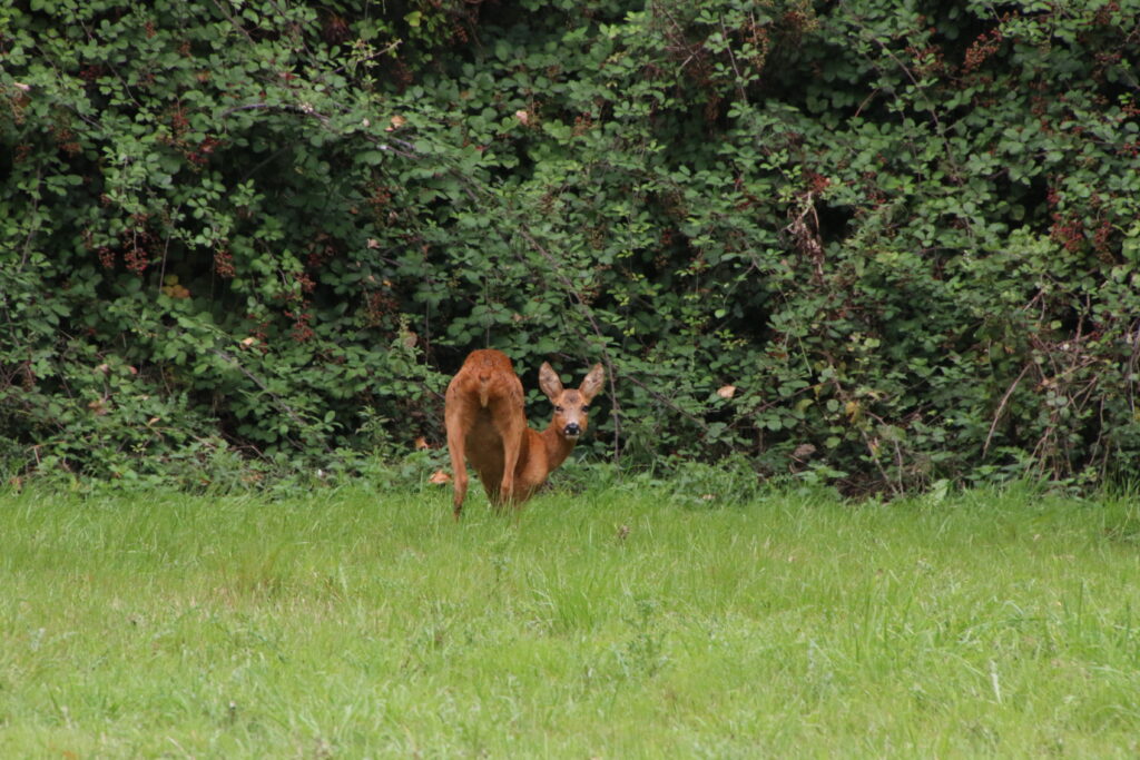 Sortie nature : l’ivresse de la nature - Villeneuve d'Ascq (Nord)