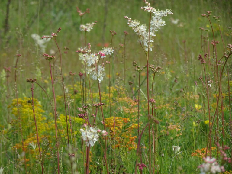 Filipendula_vulgaris_Moench_1794_print SN 9.07