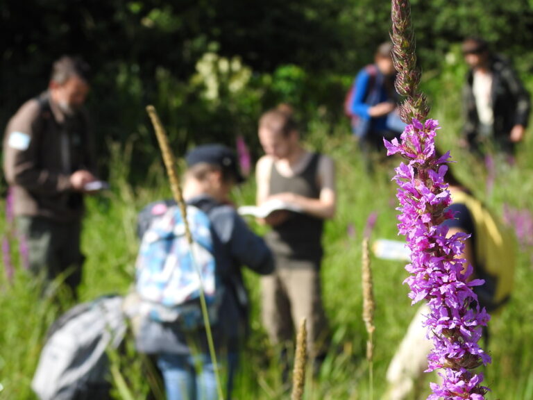 Formation_a_la_flore_des_zones_humides_site_du_Parc_de_lAbbaye_de_Liesses_print 1 (1)