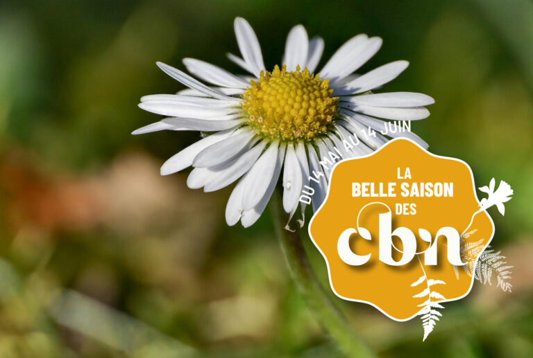 Bellis perennis L