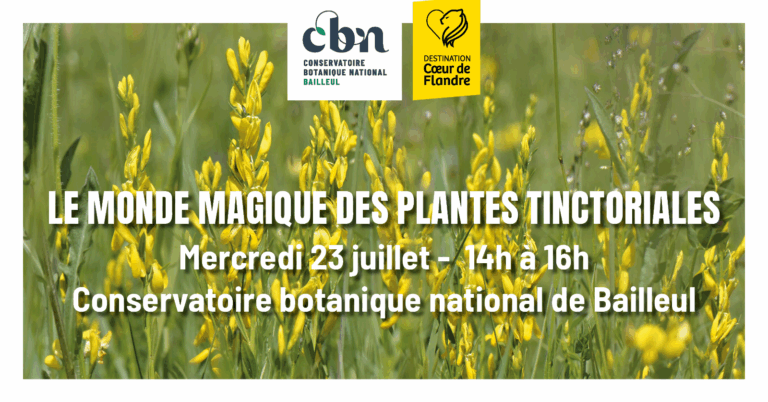 Les plantes sauvages tinctoriales