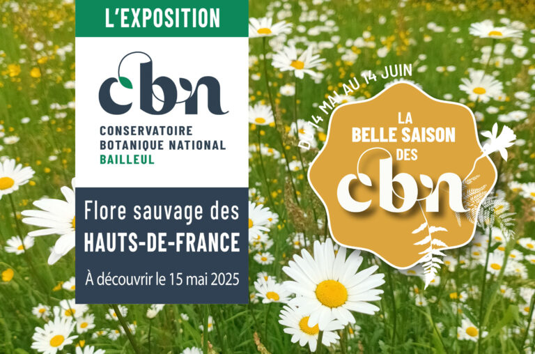 Marguerites dans prairie