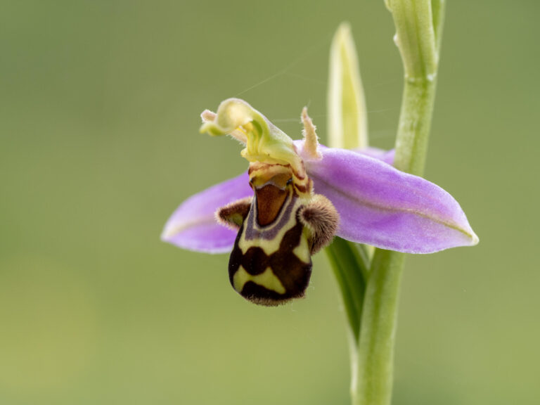 Ophrys_apifera_Huds