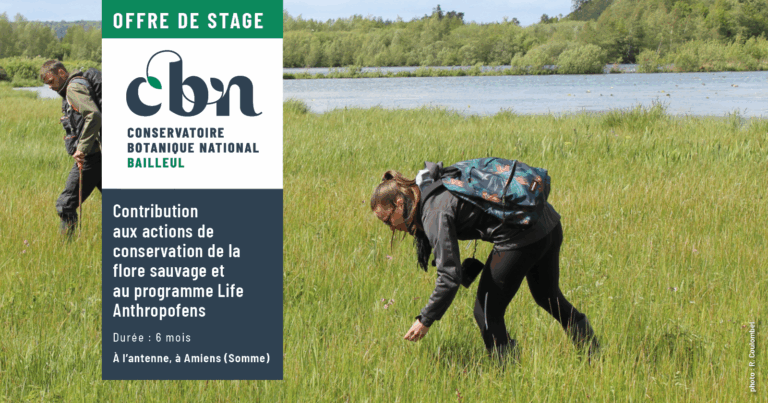 visuel offre stage Contribution aux actions de conservation de la flore sauvage et au programme Life Anthropofens 2026