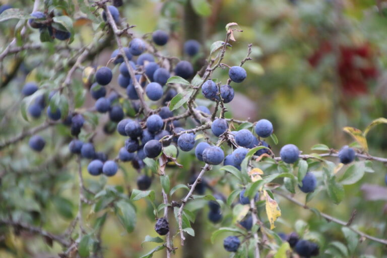 Fructification sauvage_N