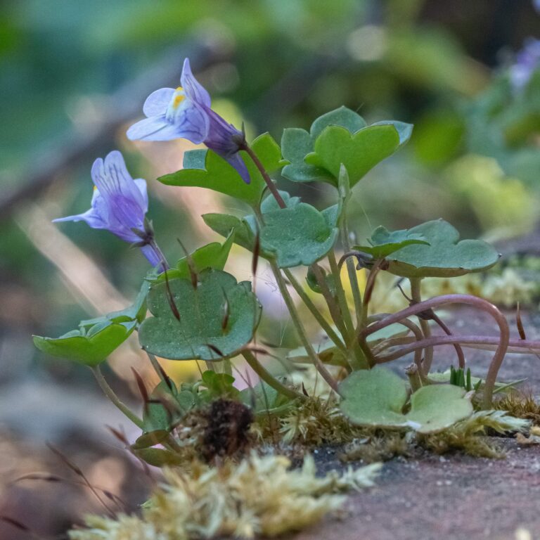 Trottoirs_et_botanique_T
