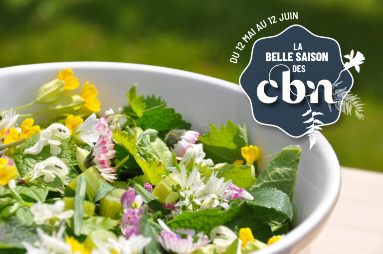 Préparation d'une salade de plantes sauvages